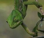 Un camaleon de verde^^