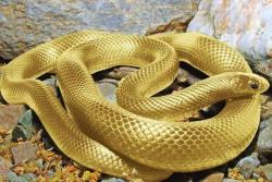 Los guardianes de la serpiente dorada