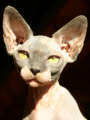 Sphynx