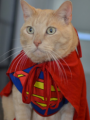 Supergato