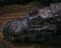 BlackGator