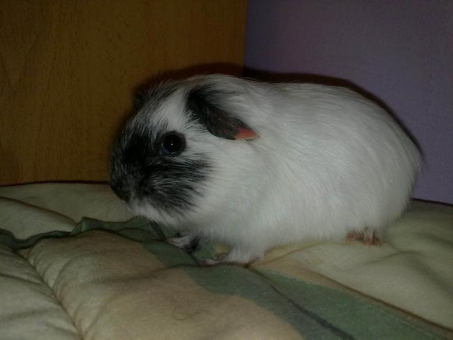 La nueva niñita de Nei