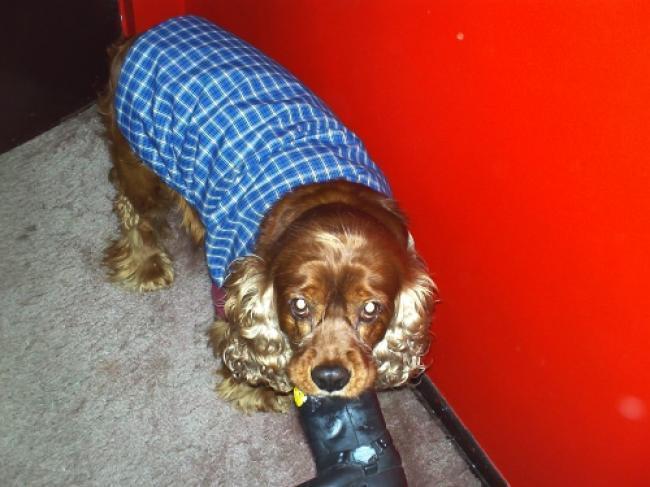 Taffy la mascota de Sybill