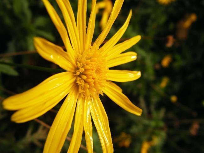 Fotografía macro de florecilla