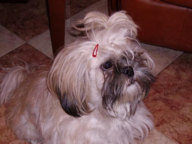 Yaki, el perro de Funy