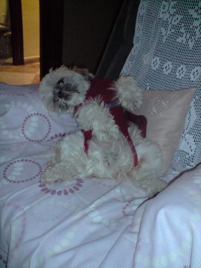 Yaki, el perro de Funy