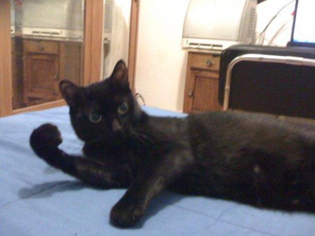 Mi pequeña gatita