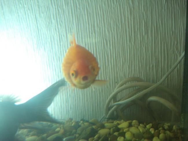 Pez mutante
