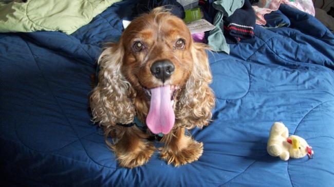 Taffy su lengua tan larga como sus orejas