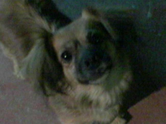 Mi nana ( mi perrita recogida de la calle)