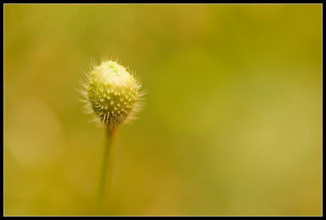 Macrofotografía