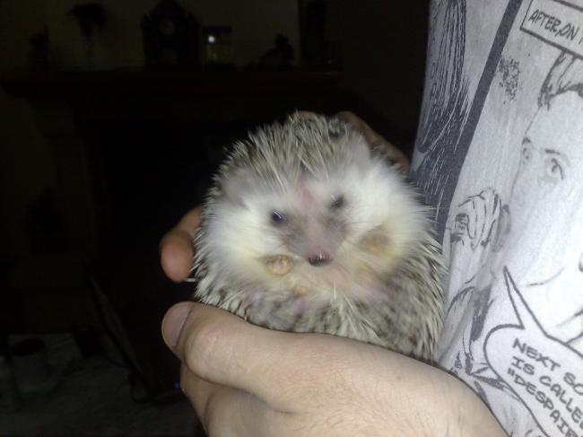 Zeus el Regreso!!!
