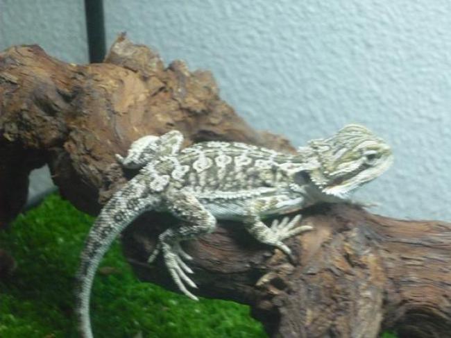Draco ^^