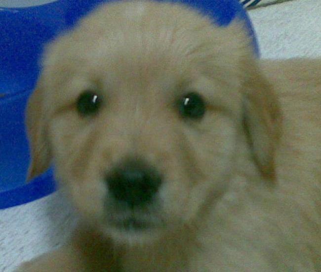 Aquí era más un peluche que una bestia parda >.<