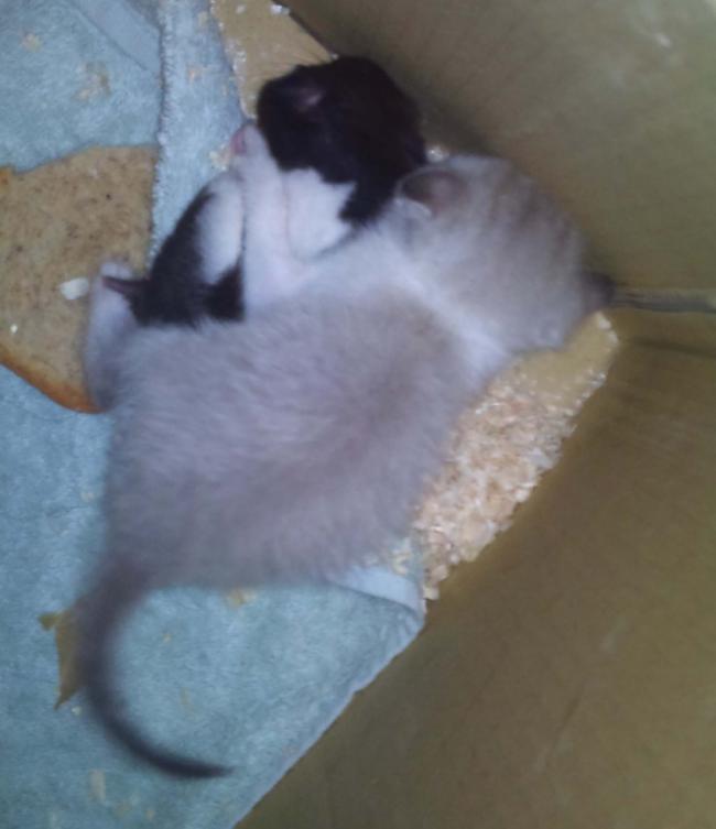 La gatita Mika y la hámster Pandi
