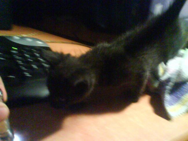 Yari, la gatita de Veldrin