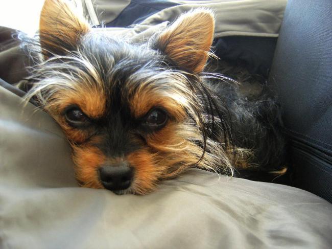 Mi monstruo¡¡¡¡¡