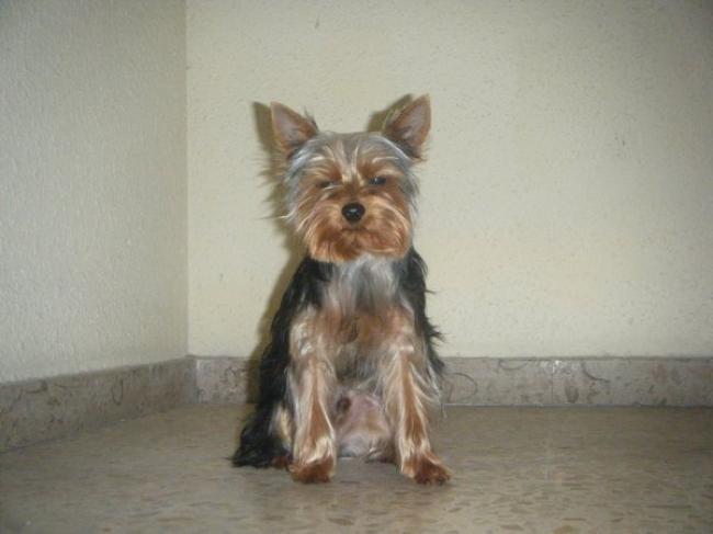 Rufian, el perro de Tyr Fanvanalu