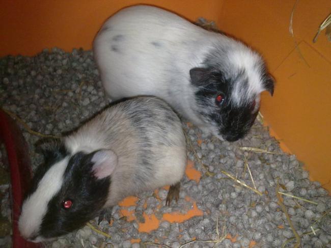 Nana y Mimi