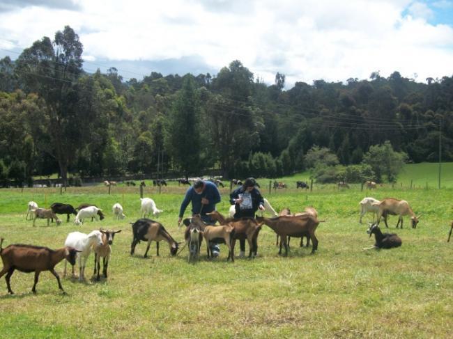 49. Con un cabrero y su rebaño