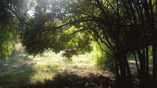 Árbol de San Vicente, Llíria