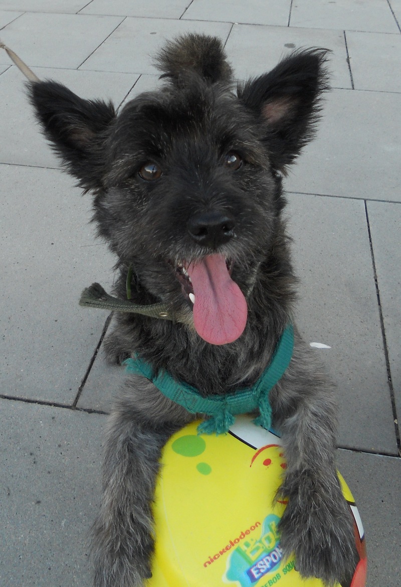 Sirius y su cara feliz