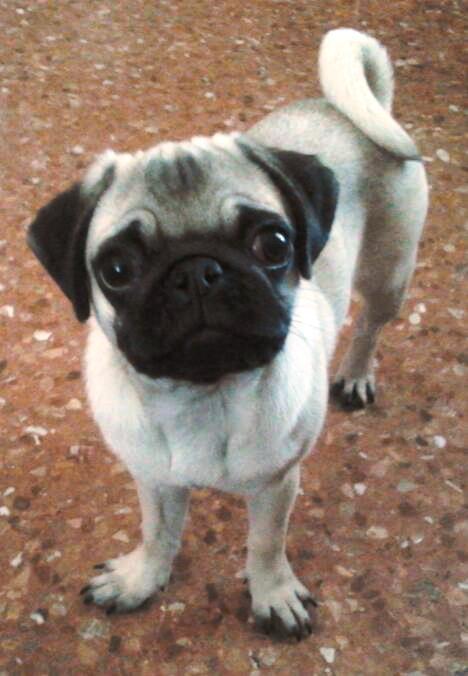 ¡Cuidado pug!