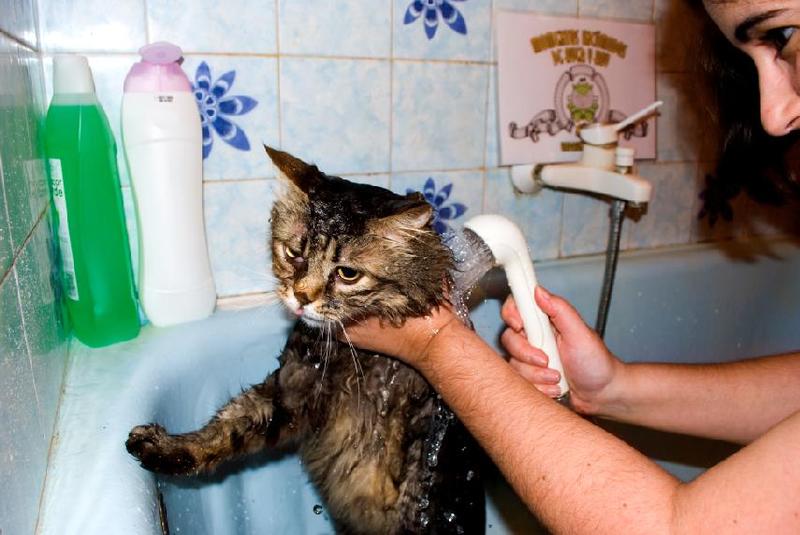 34 - Bañando al gato.