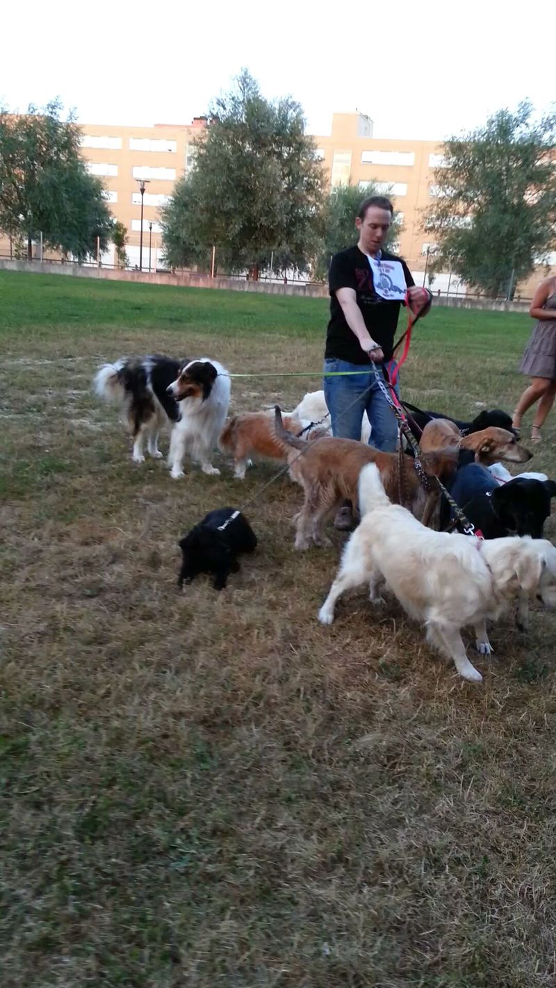 62.	Paseando al menos 10 perros.