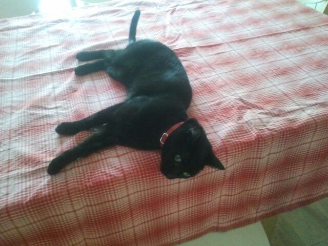 Lelu