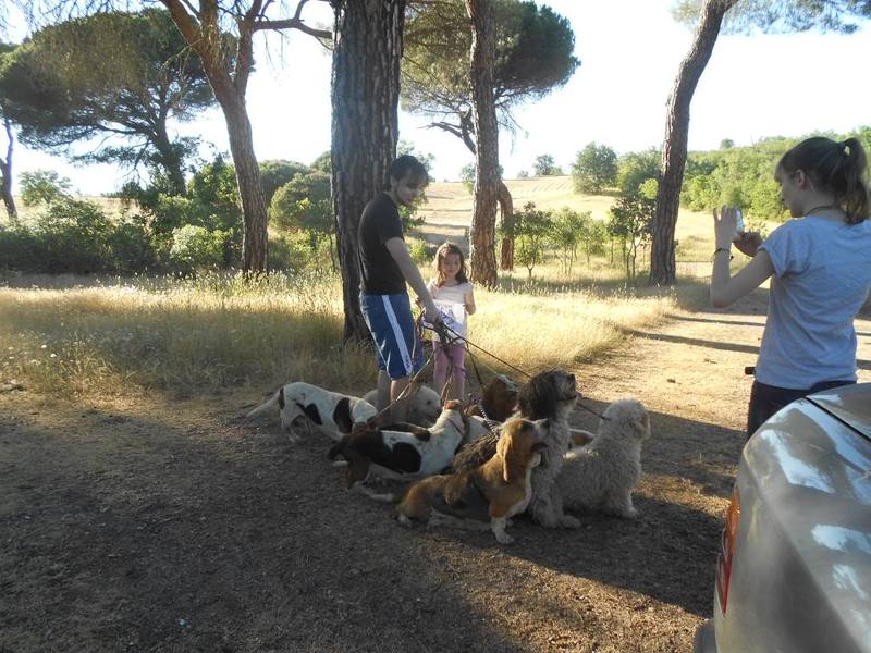 62.- Paseando al menos 10 perros.