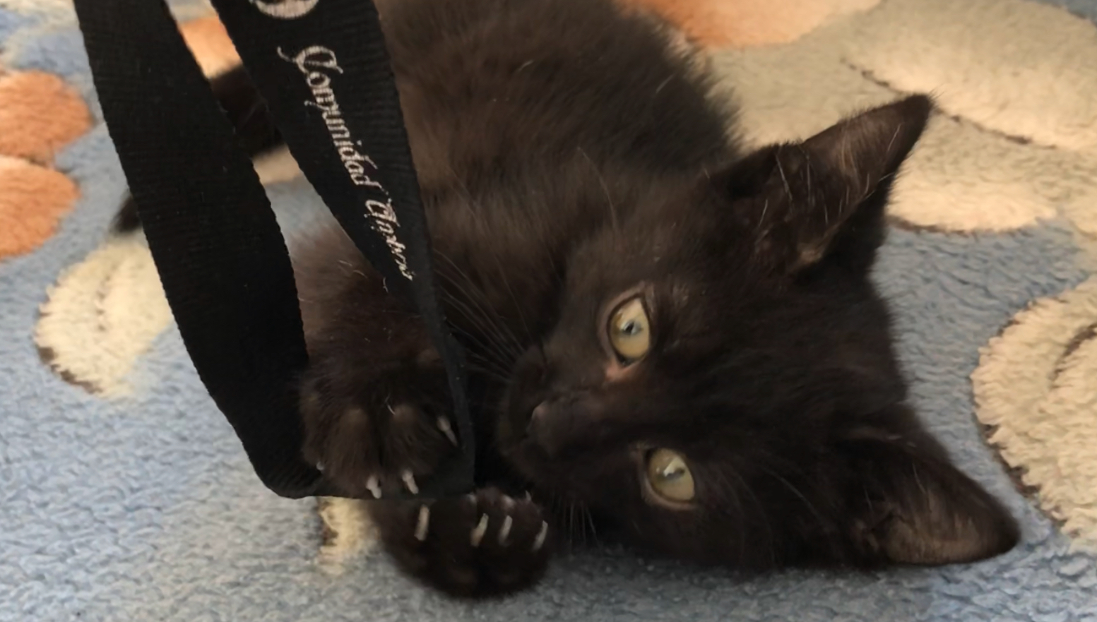 T'Challa