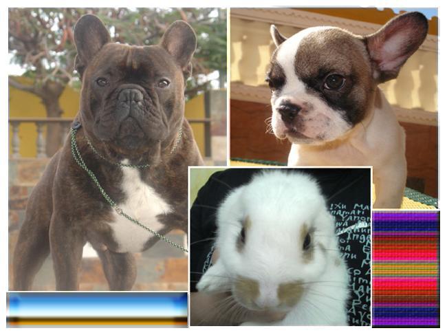 Los animalitos de FumetaMack