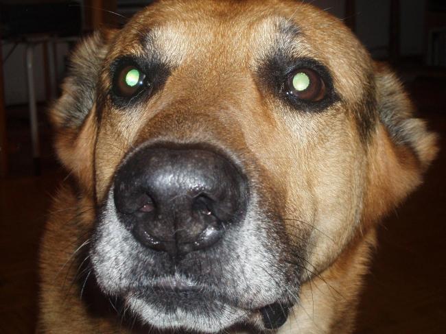 Óscar, superperro umbriano