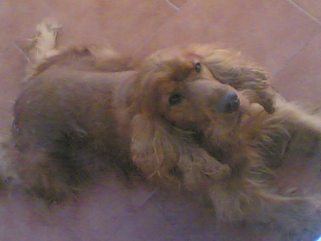 El perro de Genarín