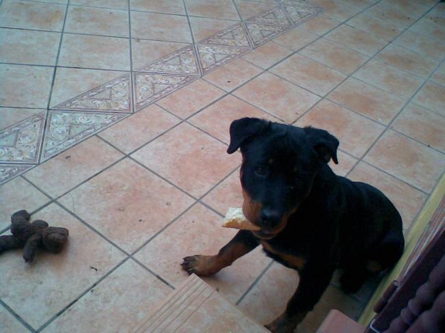 Yanis
