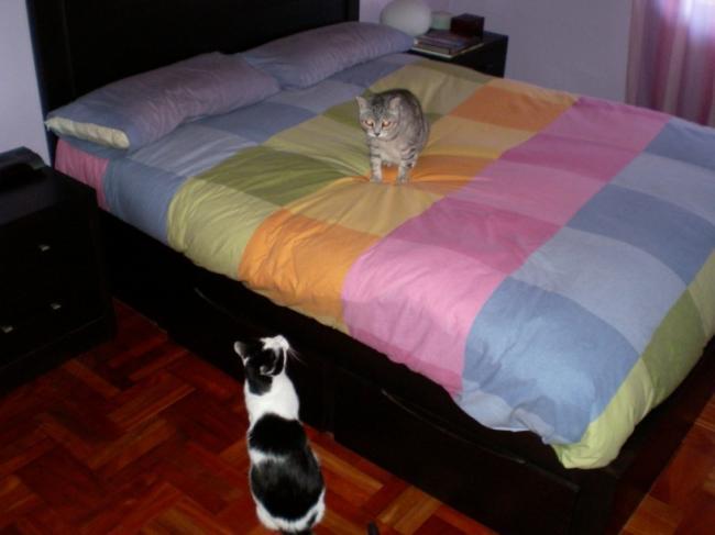 Nefer y Domingo