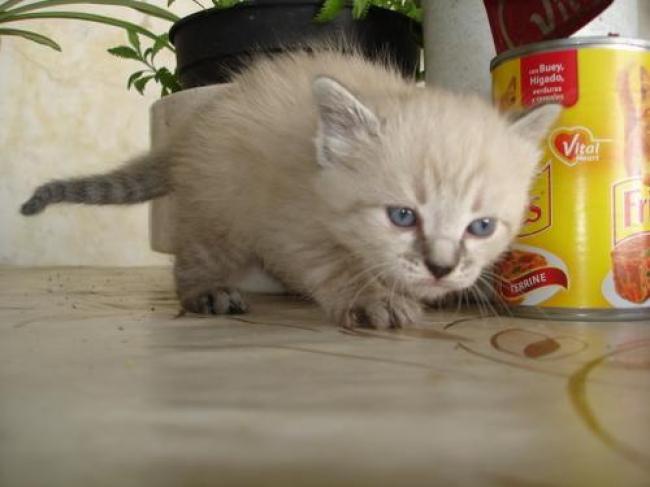 La gatita Mina