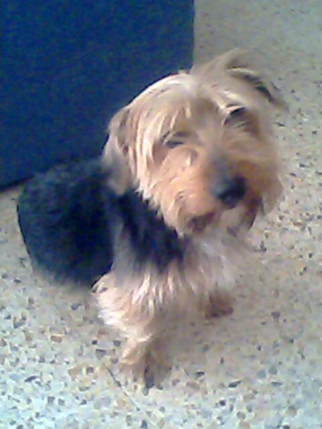 El Chivi