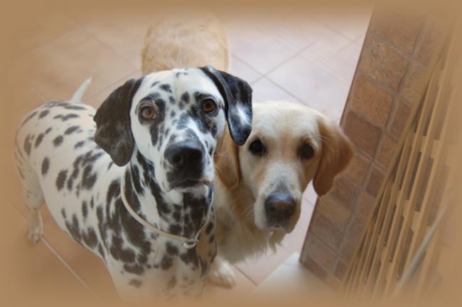 Luna y Niala
