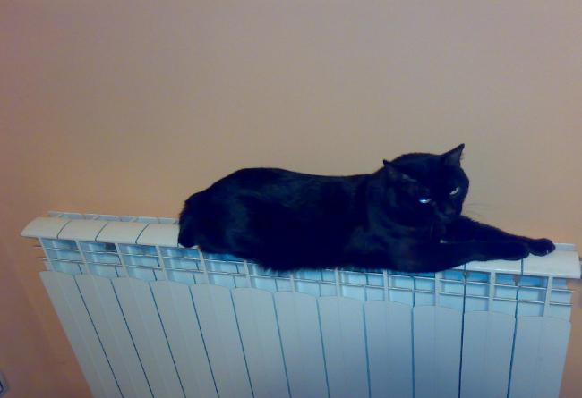 El gato de Caramon Majere (Gato)