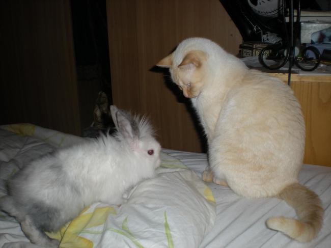 Alma y Loki