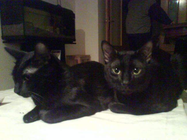 Trapo y Fax