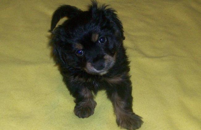 jasper, la nueva adquisición de roma.