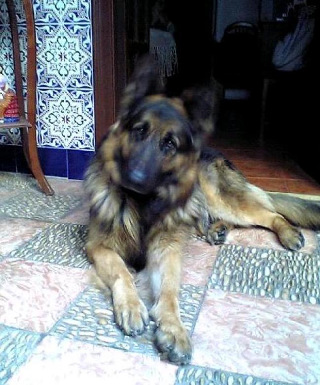 Lupo (Messiah)