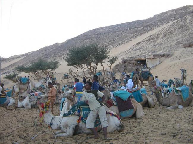 Una de camellos