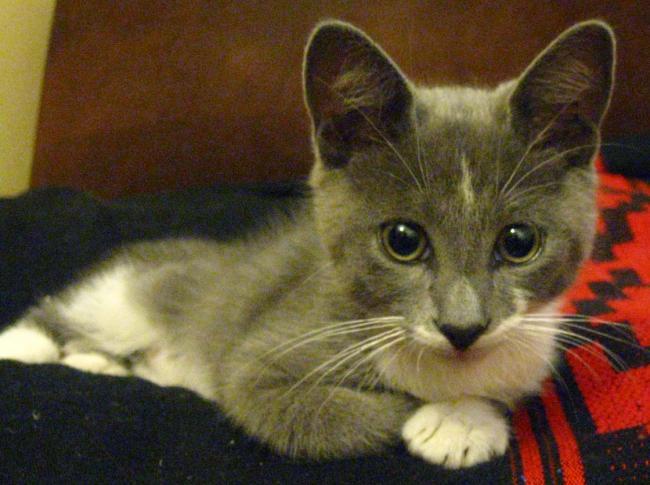Bruno el gatito más tierno