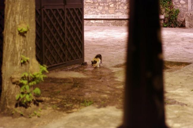 El gato, bebiendo hasta el agua de las charcas