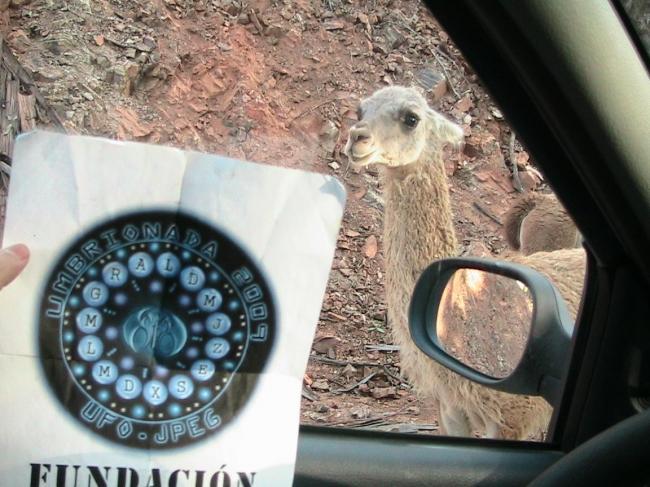 4. Con una llama o guanaco.