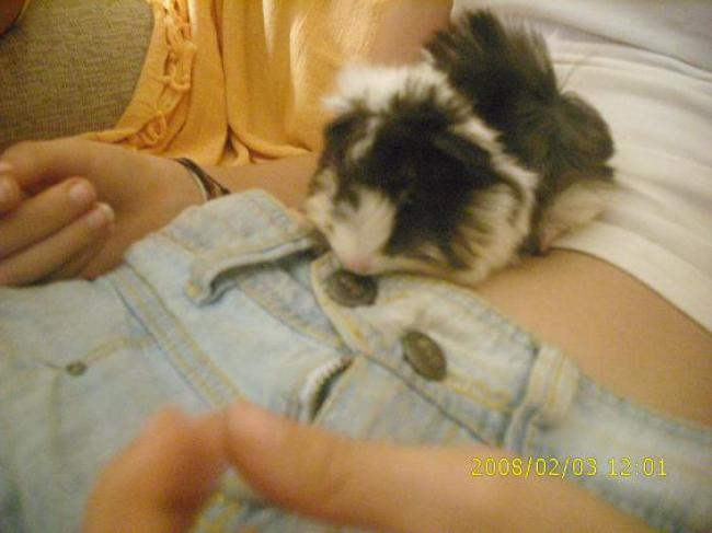 Misa (cobaya de Hecate y Lord Macadamia)